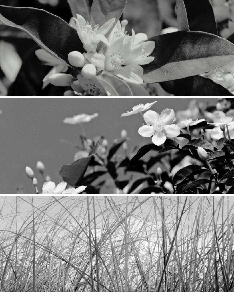 FAIBLE Eau de Parfum