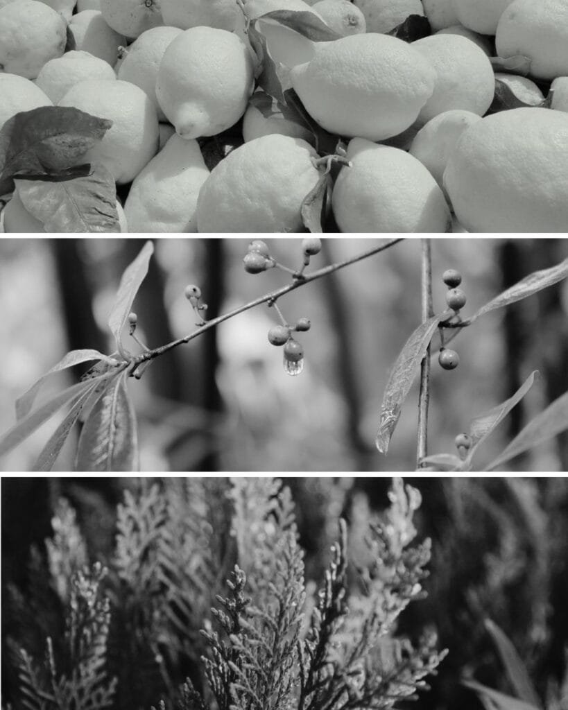 SHAN HUEI山迴香水