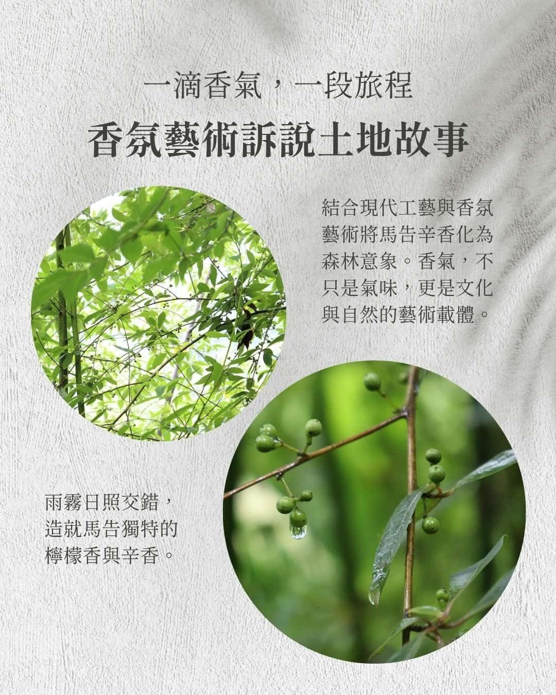 馬告香水