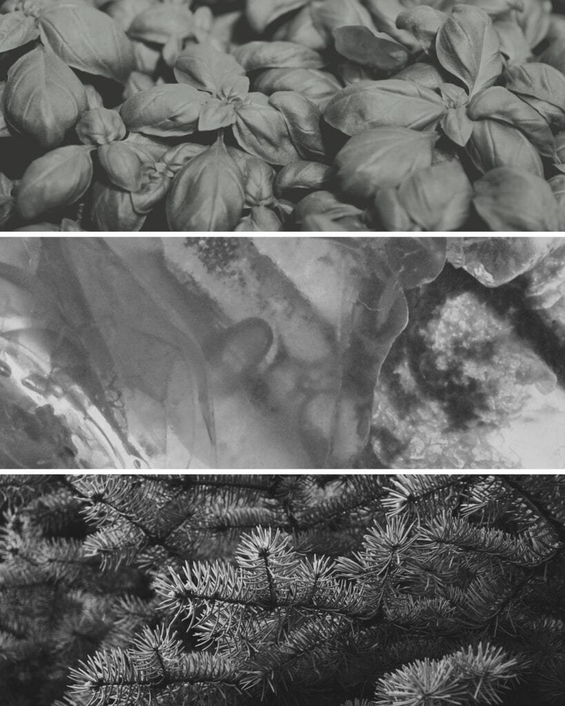 TRUE – Mint, Amber, Pine<br  width=