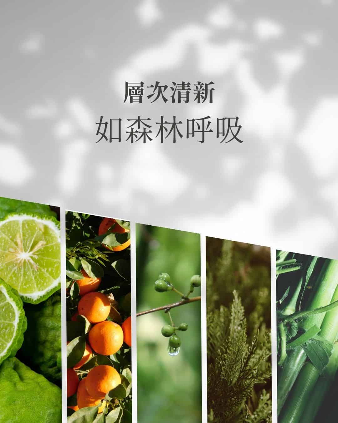 ##層次清新，如森林呼吸。