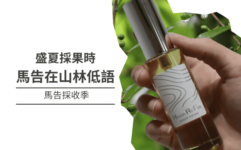 盛夏採果時，馬告在山林低語 