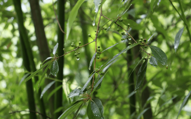 用香文化 800'500